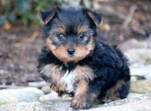 Wes-Yorkshire-Terrier-Dog-Breed-AKC