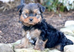 Willy-Yorkshire-Terrier-Dog-Breed-AKC