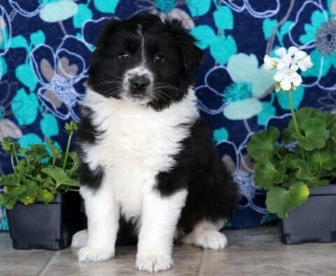 Buddy Mini Aussie